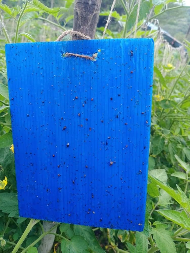 Blue sticky trap A5 size for thrips and leaf miner insect monitoring in IPM farming