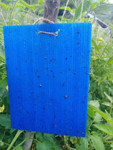 Blue sticky trap A5 size for thrips and leaf miner insect monitoring in IPM farming