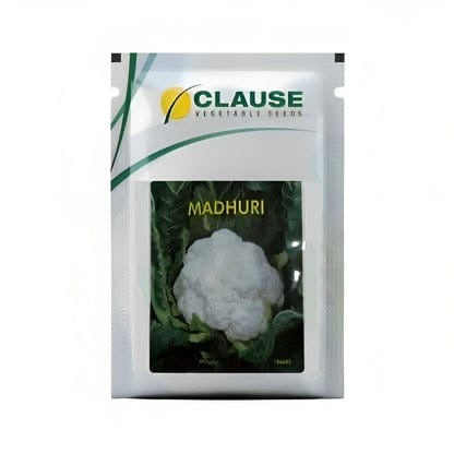 Clause Madhuri F1 hybrid cauliflower seeds producing compact white curds early maturity high yield gobhi seeds for farming