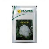 Clause Madhuri F1 hybrid cauliflower seeds producing compact white curds early maturity high yield gobhi seeds for farming