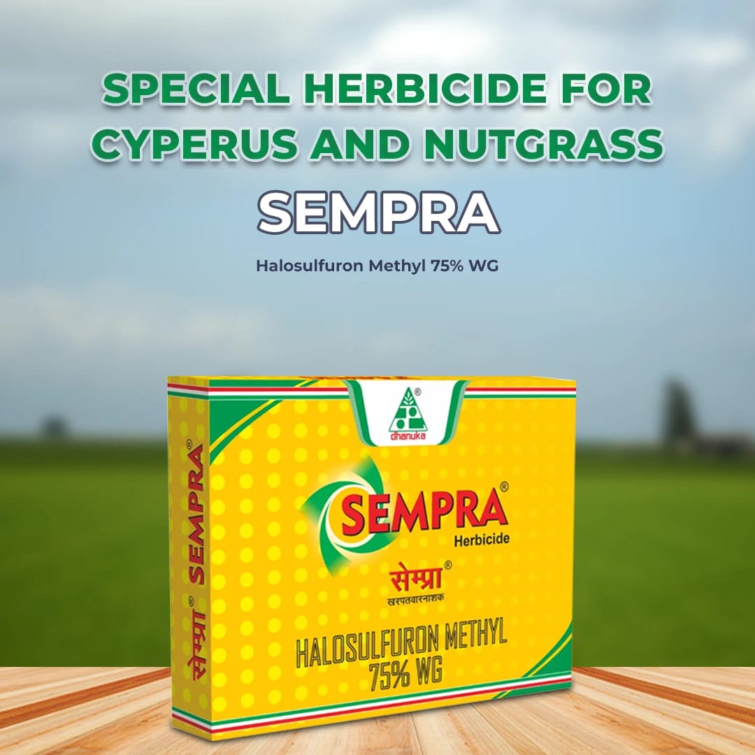 Dhanuka Sempra Herbicide with Halosulfuron Methyl for effective control of sedge weeds in crop fields with selective post emergence action