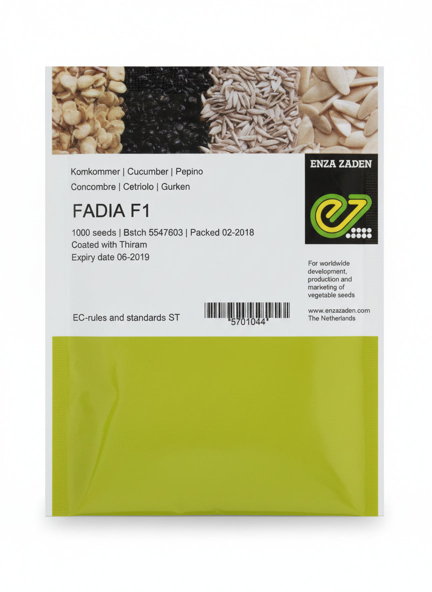 Enza Zaden Fadia F1 hybrid cucumber seeds high yield premium green kheera variety for commercial farming India