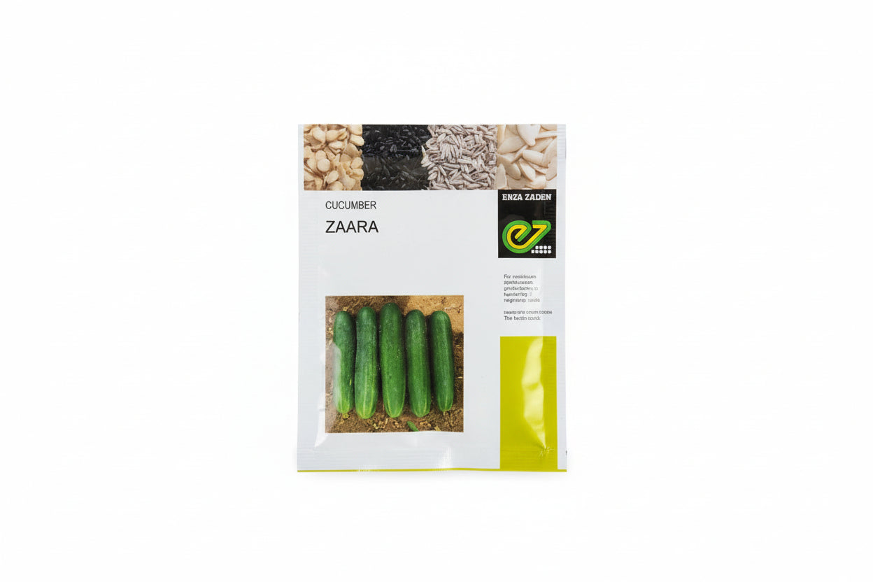 Enza Zaden Zaara F1 hybrid cucumber seeds high yield premium green kheera variety for commercial farming India