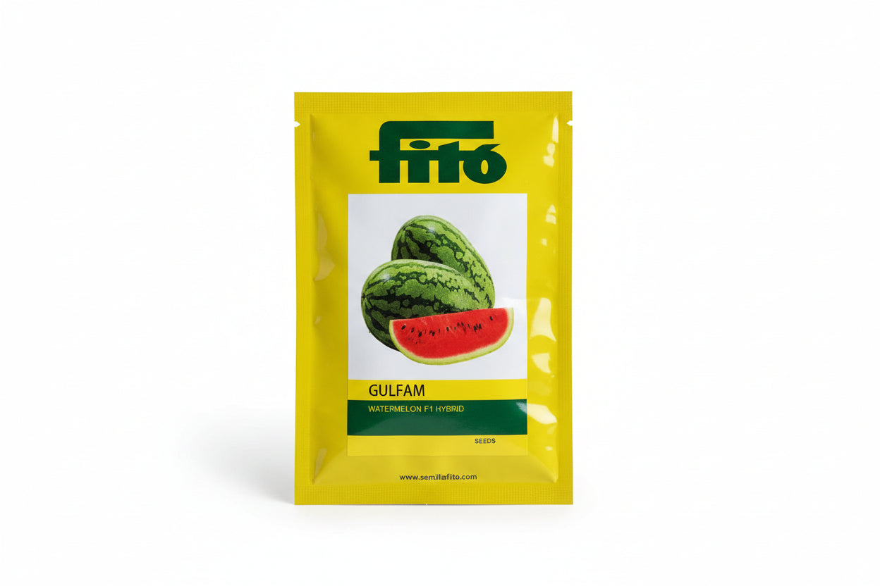 Fito Gulfam watermelon seeds F1 hybrid high yield sweet red flesh tarbooj variety for commercial farming India