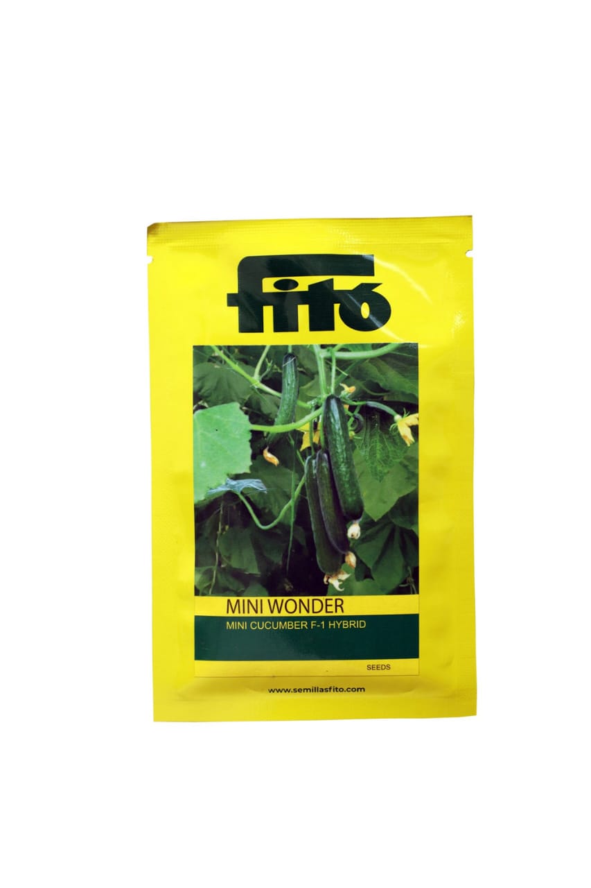Fito Mini Wonder F1 hybrid baby cucumber seeds high yield small green kheera variety for premium farming India