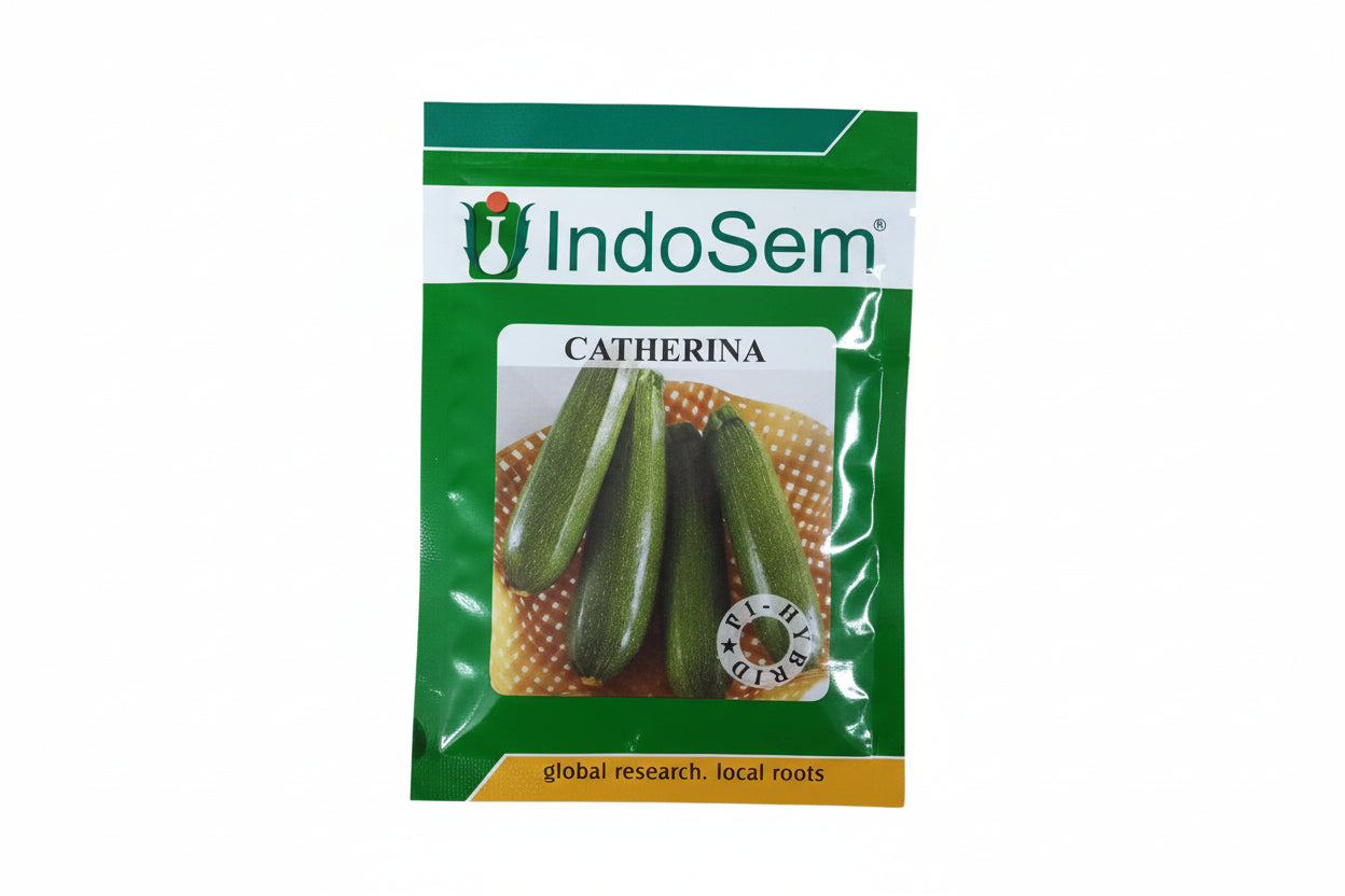 Indosem Catherina squash seeds F1 hybrid high yield cylindrical green squash variety for commercial farming and kitchen gardening India