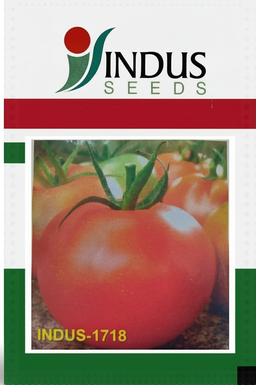 Indus 1718 F1 hybrid tomato seeds high yield round red tomato variety for commercial farming India