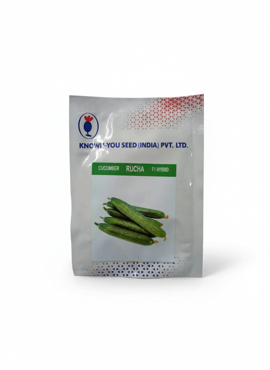 Known You Seed Rucha F1 hybrid cucumber seeds high yield premium green kheera variety for commercial farming India