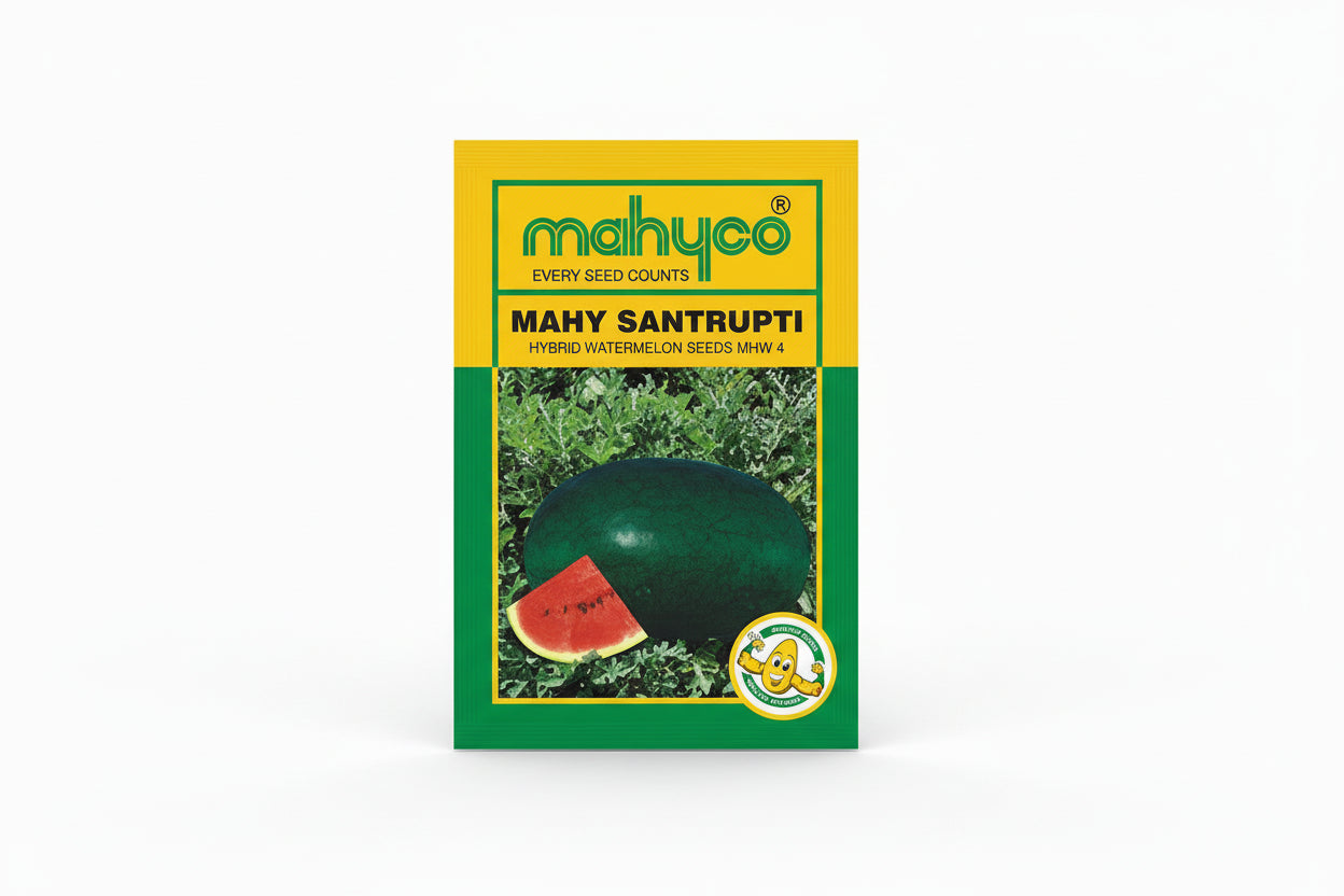 Mahyco Mahy Santrupti MHW 4 hybrid watermelon seeds high yield oblong blackish green rind red flesh tarbooz seeds for farming and home gardening