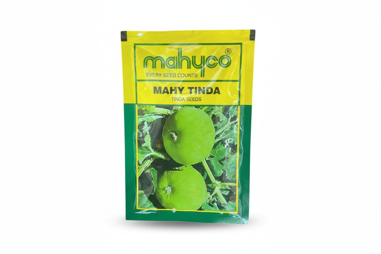 Mahyco MAHY Tinda seeds F1 hybrid high yield round light green apple gourd variety for commercial farming and kitchen gardening India