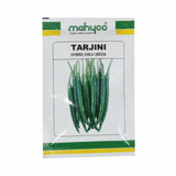 Mahyco Tarjini F1 hybrid chilli seeds high yield spicy green mirchi variety for commercial farming India