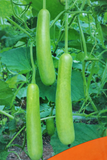 Raftar Bottle Gourd F1 Hybrid Seeds Close View