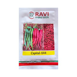 Ravi Capital 644 F1 hybrid chilli seeds high yield spicy green mirchi variety for commercial farming India