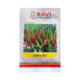 Ravi Cobra 857 F1 hybrid chilli seeds high yield spicy green mirchi variety for commercial farming India
