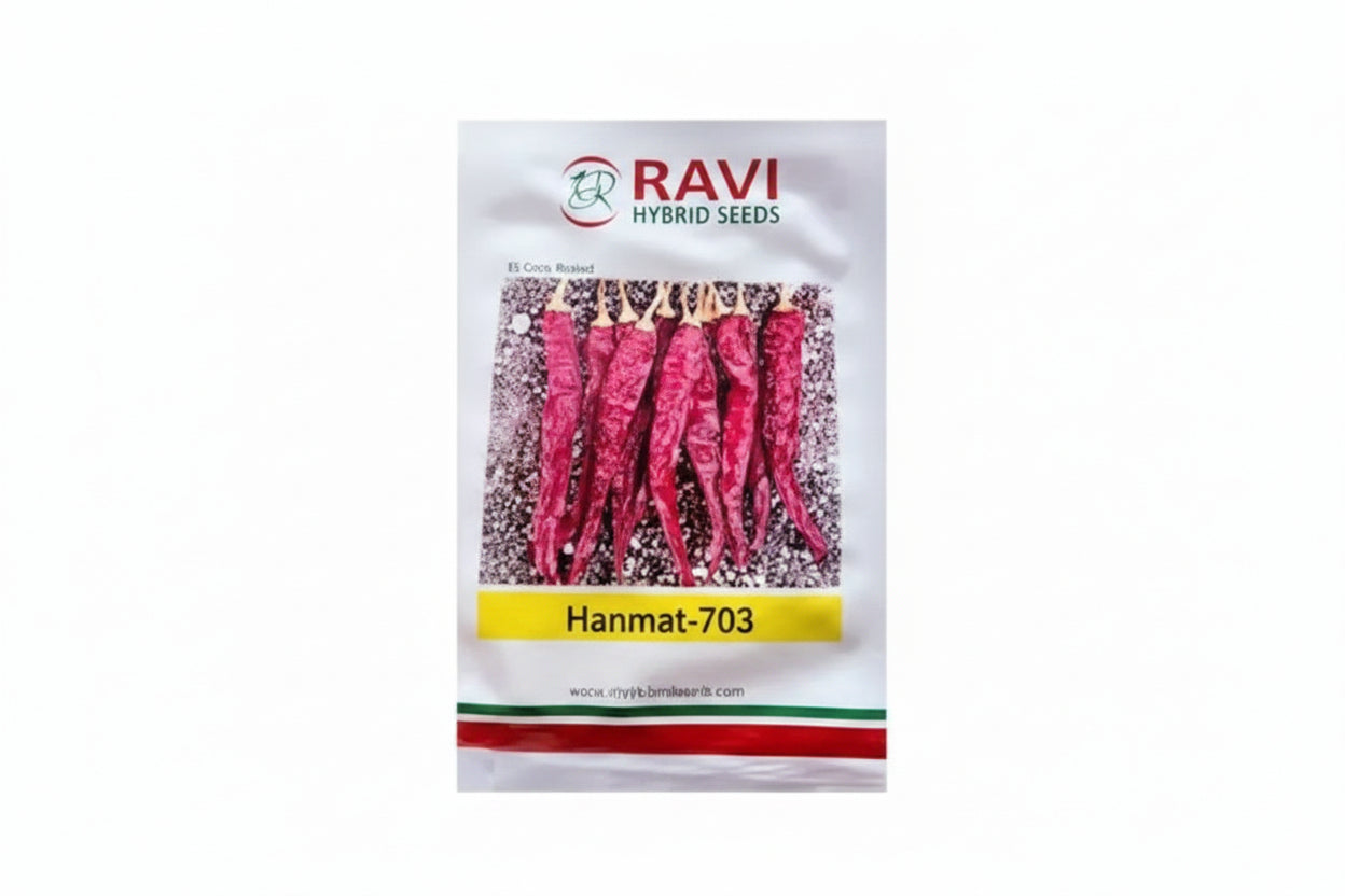 Ravi Hanuma 763 F1 hybrid chilli seeds high yield spicy green mirchi variety for commercial farming India