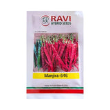 Ravi Manjira 646 F1 hybrid chilli seeds high yield spicy green mirchi variety for commercial farming India