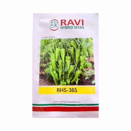 Ravi RHS 365 F1 hybrid chilli seeds high yield spicy green mirchi variety for commercial farming India