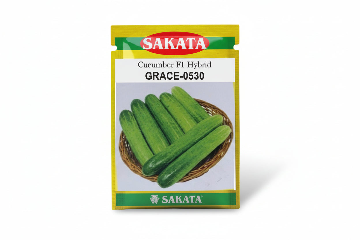 Sakata Grace 0530 F1 hybrid cucumber seeds high yield premium green kheera variety for commercial farming India
