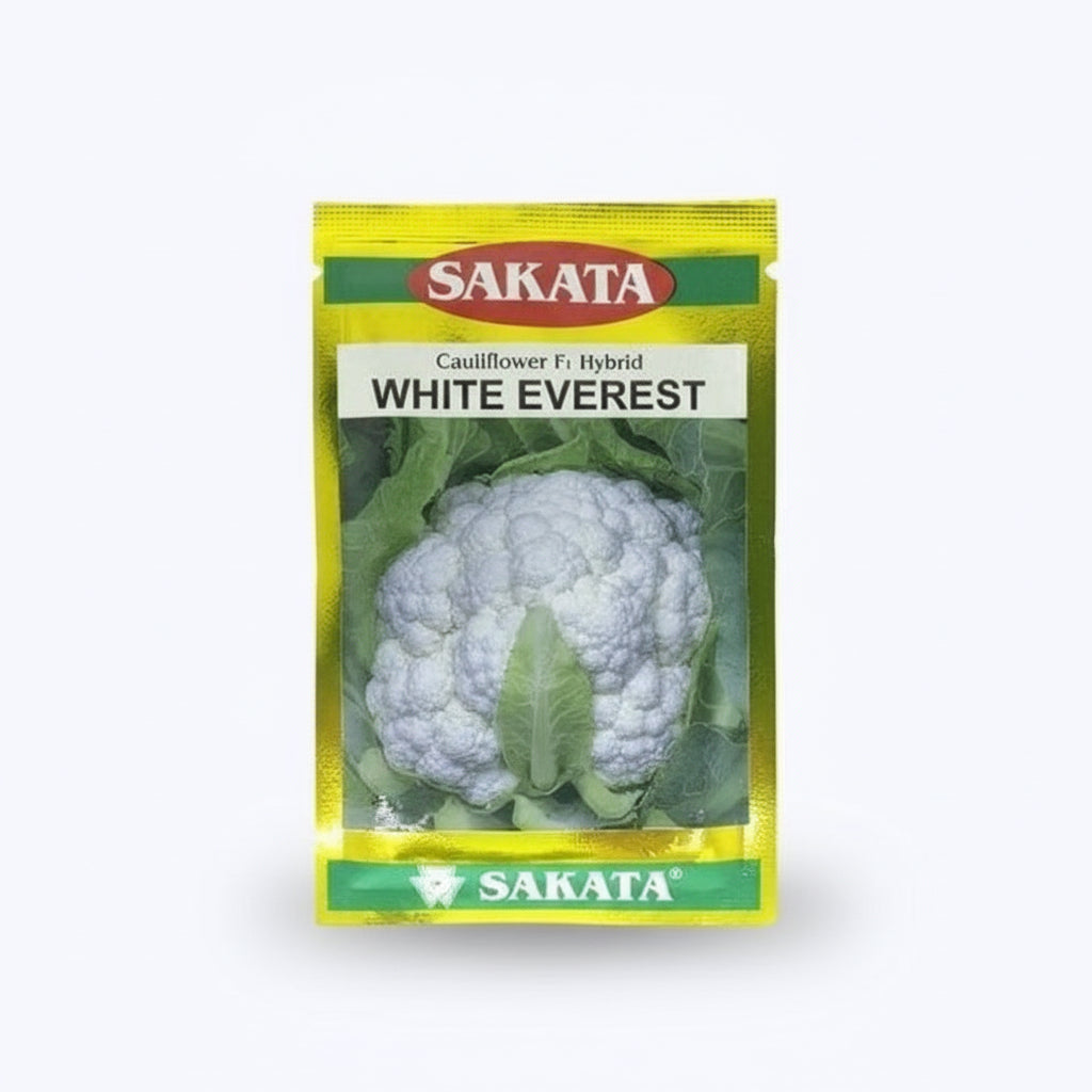 Sakata White Everest F1 hybrid cauliflower seeds producing snow white compact curds high yield gobhi seeds for farming and gardening