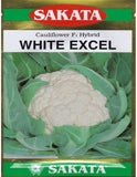 Sakata White Excel F1 hybrid cauliflower seeds high yield snow white dome shaped gobhi seeds for farming and home gardening