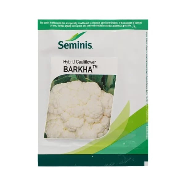 Seminis Barkha F1 hybrid cauliflower seeds high yield early creamy white compact gobhi seeds for farming and home gardening
