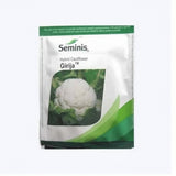 Seminis Girija F1 hybrid cauliflower seeds producing compact white curds early maturity high yield gobhi seeds for farming