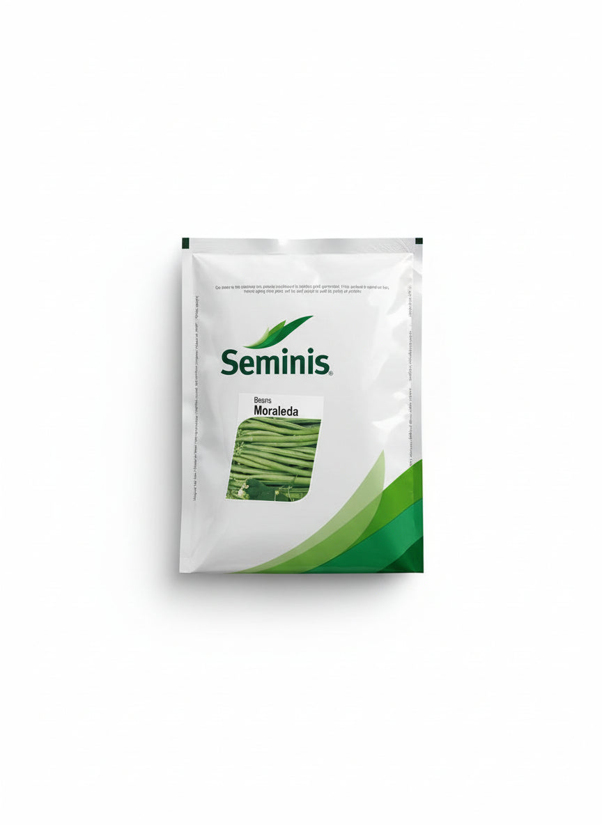 Seminis Moraleda Beans Seeds high yield french beans pole type climbing green beans seeds for farming and home gardening