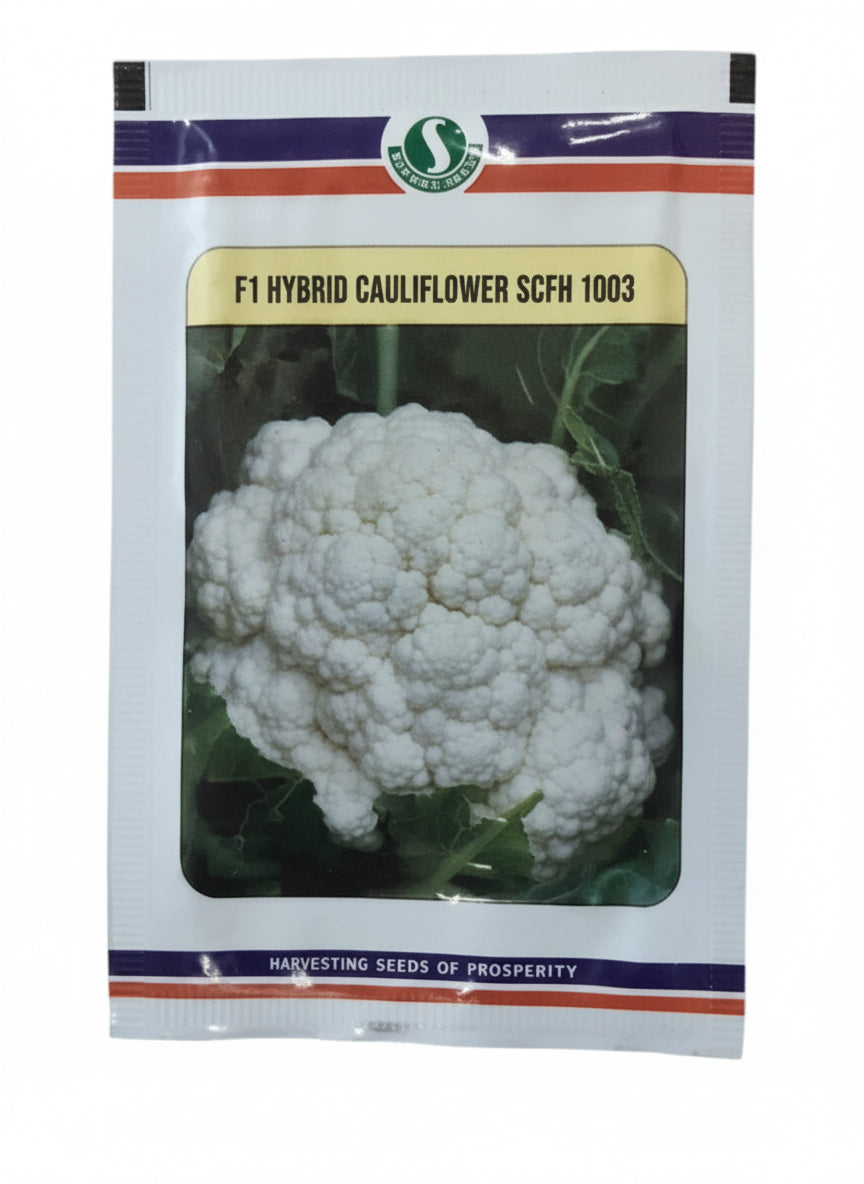 Sungro 1003 F1 hybrid cauliflower seeds producing compact white curds early maturity high yield gobhi seeds for farming and gardening