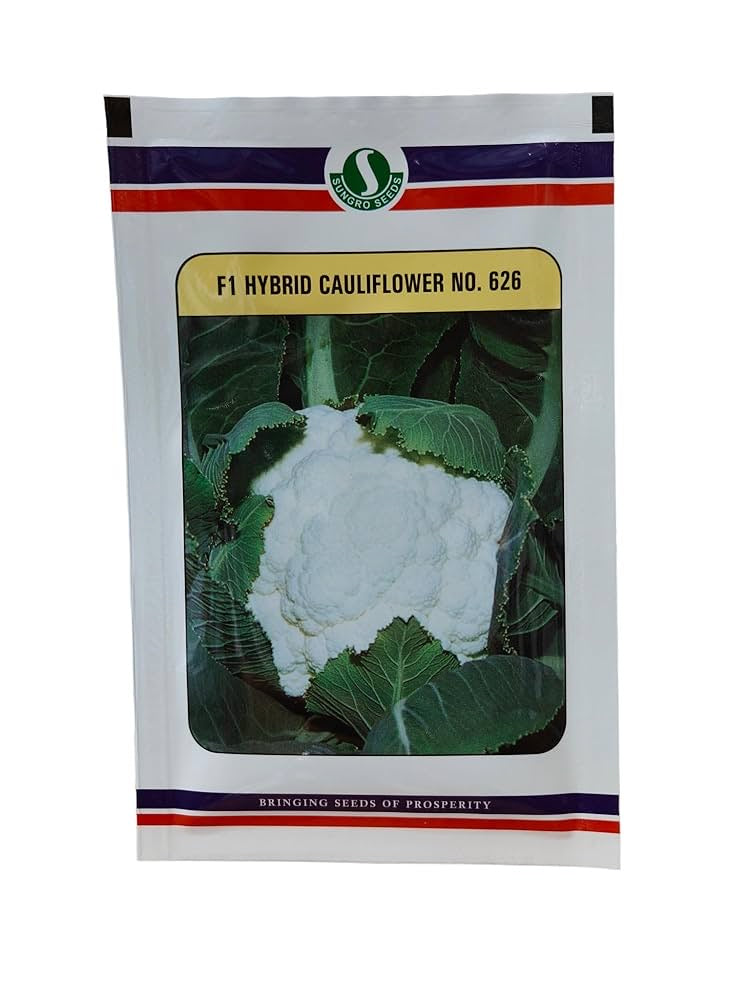 Sungro 626 F1 hybrid cauliflower seeds producing compact white curds high yield mid maturity gobhi seeds for farming and gardening