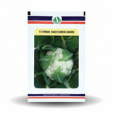 Sungro Anandi F1 hybrid cauliflower seeds producing compact white curds early maturity high yield gobhi seeds for farming
