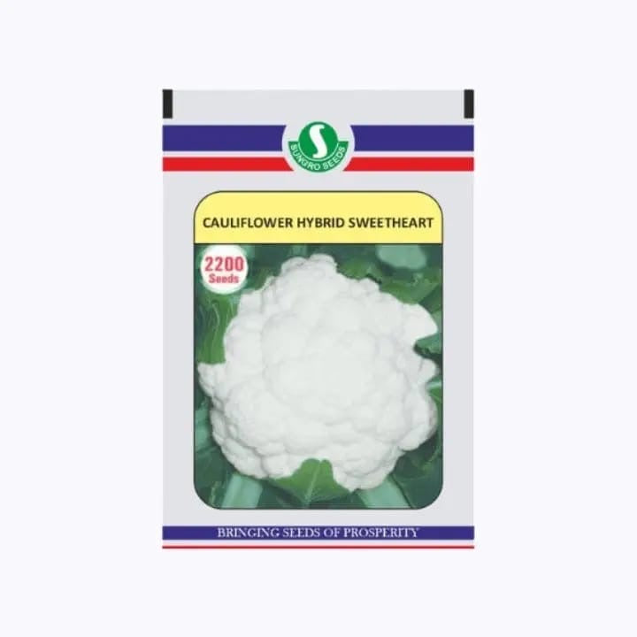 Sungrow Sweetheart F1 hybrid cauliflower seeds high yield white compact dome shaped gobhi seeds for farming and home gardening