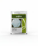 Syngenta CFL-1522 F1 hybrid cauliflower seeds producing compact white curds early maturity high yield gobhi seeds for farming