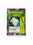 Syngenta CFL-6099 F1 hybrid cauliflower seeds producing compact white curds early maturity high yield gobhi seeds for farming