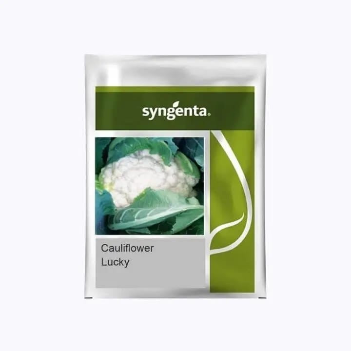 Syngenta Lucky F1 hybrid cauliflower seeds producing snow white compact curds ultra early maturity high yield gobhi seeds for farming