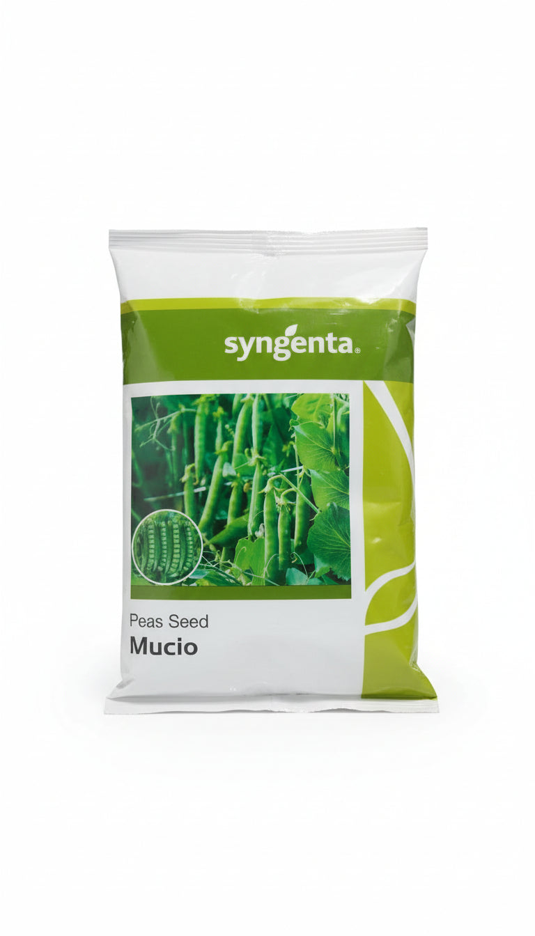 Syngenta Mucio green pea seeds high yield sweet tender pea variety for commercial farming and kitchen gardening India