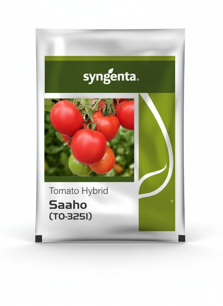 Syngenta Saaho TO 3251 F1 hybrid tomato seeds high yield round red tomato variety for commercial farming India