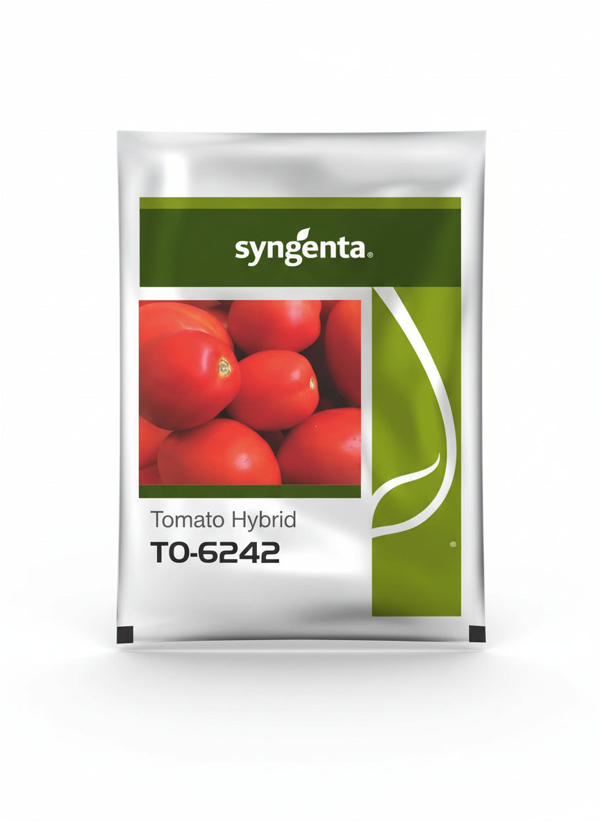 Syngenta TO 6242 F1 hybrid tomato seeds high yield round red tomato variety for commercial farming India