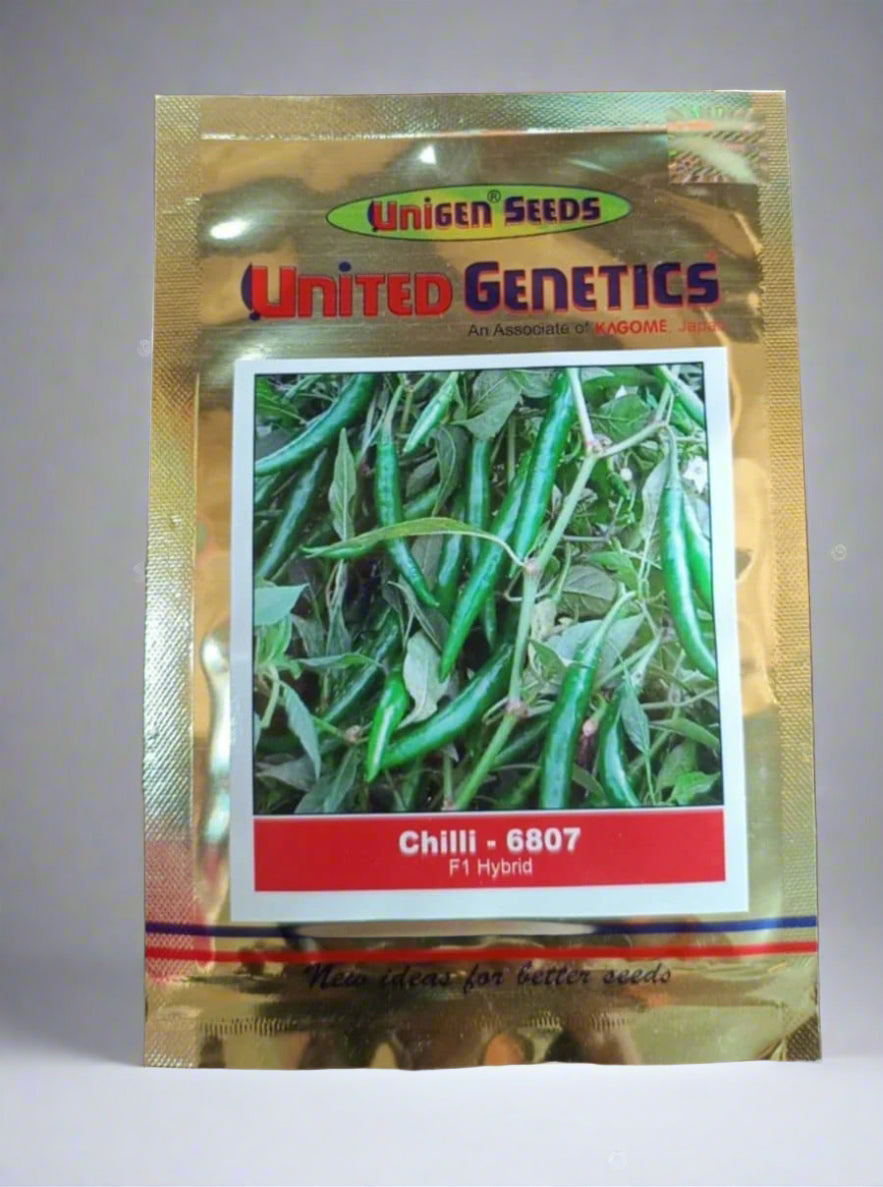 United Genetics Chilli 6807 F1 hybrid seeds high yield spicy green mirchi variety for commercial farming India