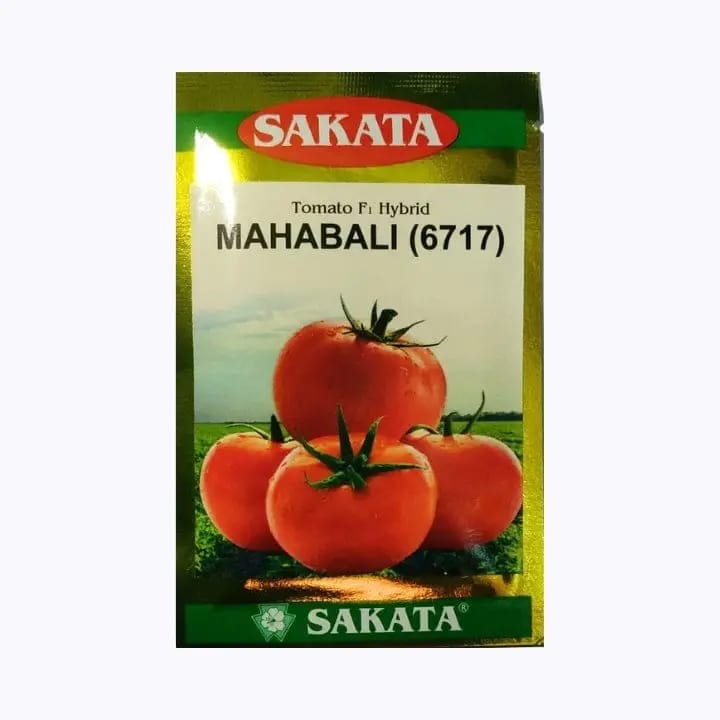 Tomato Seeds