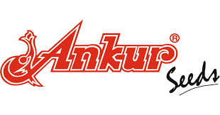 ANKUR Seed Company Hybrid Seeds – High Yield Vegetable Seeds for Indian Farmers