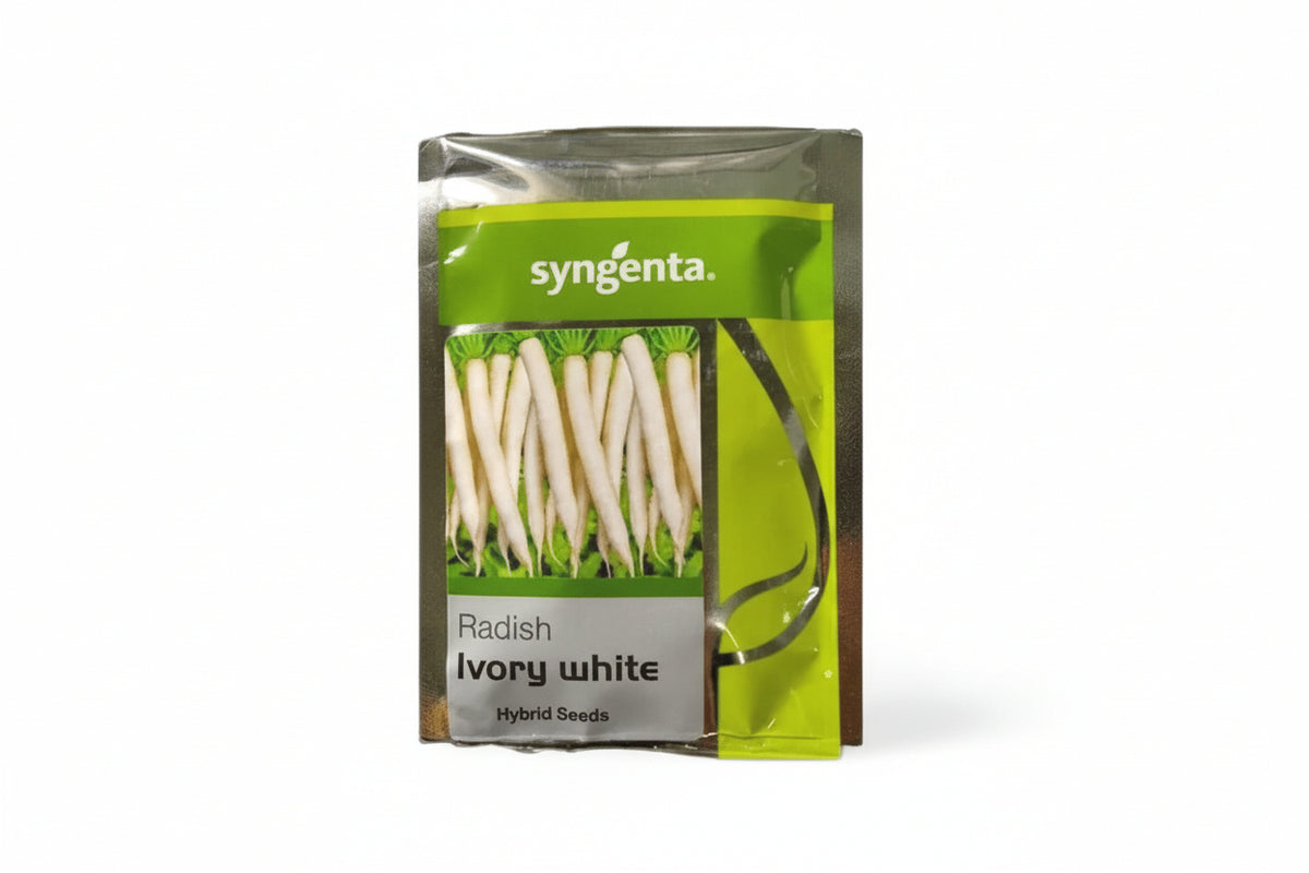 Ivory White F1 Hybrid Radish Seeds
