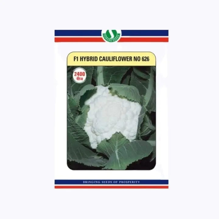 Sungro 626 Hybrid 10gm Cauliflower Seed