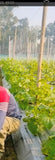 Karela & Khira Bandhai Dhaga | Vegetable Support Thread for Climbing Crops