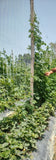 Karela & Khira Bandhai Dhaga | Vegetable Support Thread for Climbing Crops