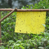 Yellow Sticky Trap A5 Size