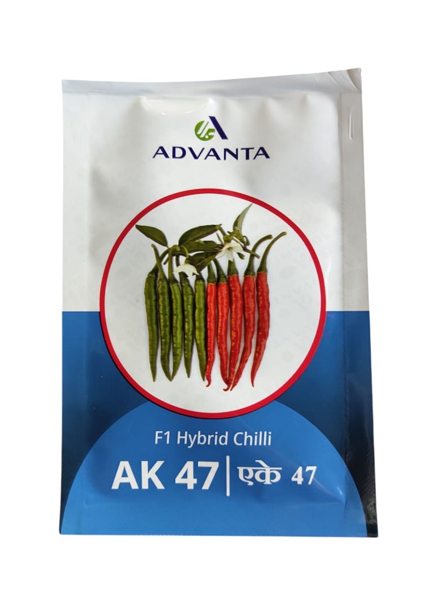 Advanta AK47 F1 hybrid chilli seeds high yield spicy green mirchi variety for commercial farming India
