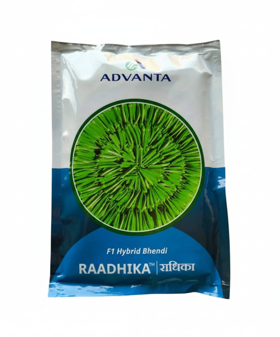 Advanta Raadhika F1 hybrid bhindi seeds high yield early dark green tender okra ladyfinger seeds for farming and home gardening