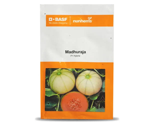 BASF Nunhems Madhuraja muskmelon seeds F1 hybrid high yield sweet aromatic kharbuja variety for commercial farming India