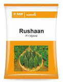 BASF Rushaan bitter gourd seeds producing dark green uniform high yield karela fruits suitable for commercial farming