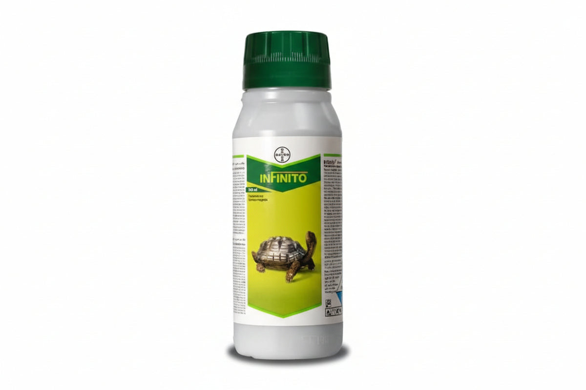 Bayer Infinito Fungicide for effective control of late blight and downy mildew in potato and vegetable crops with advanced systemic action